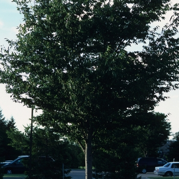 Zelkova serrata 'Village Green' (038108)