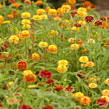 Zinnia haageana 'Aztec Sunset' (038110)