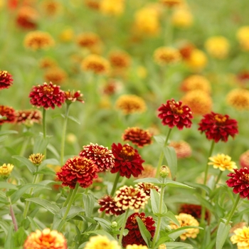 Zinnia haageana 'Aztec Sunset' (038111)