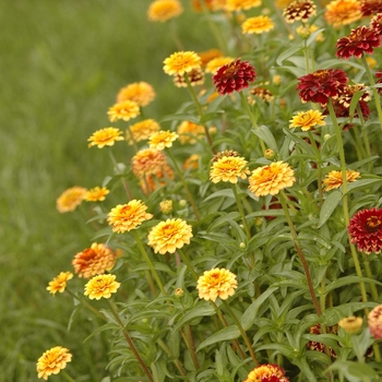 Zinnia haageana 'Aztec Sunset' (038112)