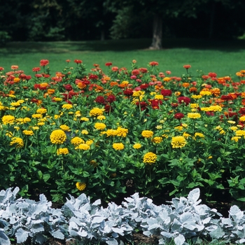 Zinnia elegans Benary's Giant 'Orange' (038114)