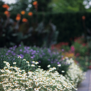 Zinnia linearis 'White Star' (038120)