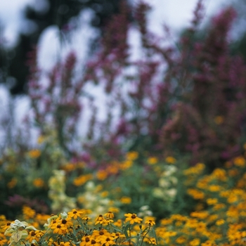 Zinnia angustifolia (linearis) Star 'Gold' (038122)