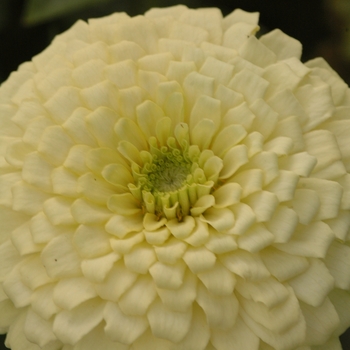 Zinnia elegans Zesty™ 'White' (038127)