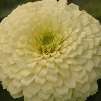 Zinnia elegans Zesty™ 'White' (038128)