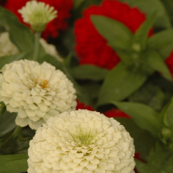 Zinnia elegans Zesty™ 'White' (038129)