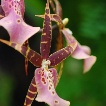 Miltassia Olmec 'Kanno' (038142)