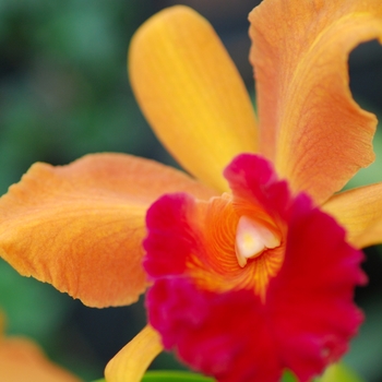 Sophrolaeliocattleya Persian Garden 'The Shah' (038147)