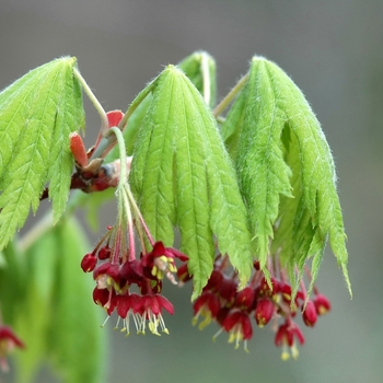 Acer japonicum 'Aconitifolium' (038259)