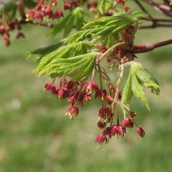 Acer japonicum 'Aconitifolium' (038262)