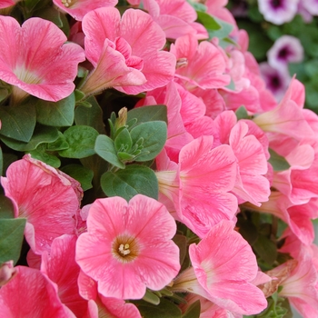 Petunia 'Potunia Lobster' (038275)