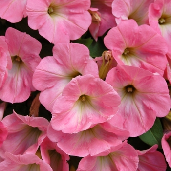 Petunia 'Potunia Pink' (038282)