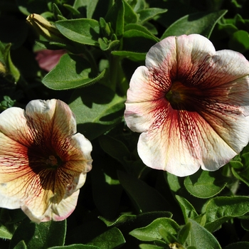 Petunia 'Potunia Cappuccino' (038292)