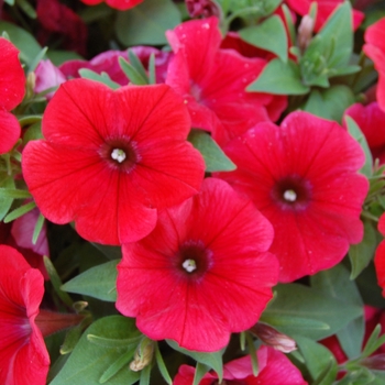 Petunia 'Potunia Piccola Dark Red' (038293)