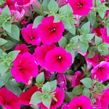 Petunia 'Potunia Neon' (038299)