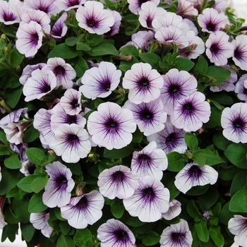 Petunia 'Potunia Piccola Blue Ice' (038301)