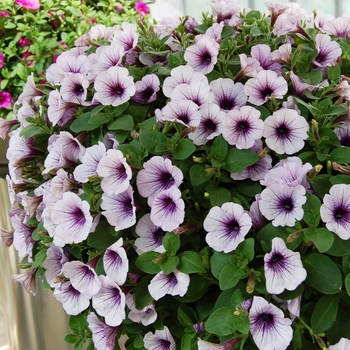 Petunia 'Potunia Piccola Blue Ice' (038302)