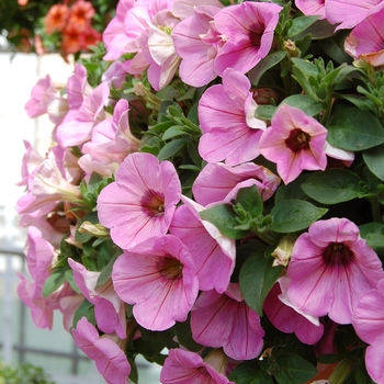 Petunia 'Potunia Piccola Royal Pink' (038304)