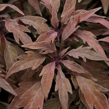 Coleus scutellarioides ColorBlaze® 'Velvet Mocha®' (038319)