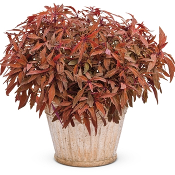 Coleus scutellarioides ColorBlaze® 'Velvet Mocha®' (038320)