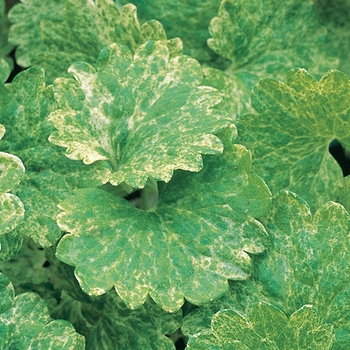 Glechoma hederacea 'Dappled Light' (038324)