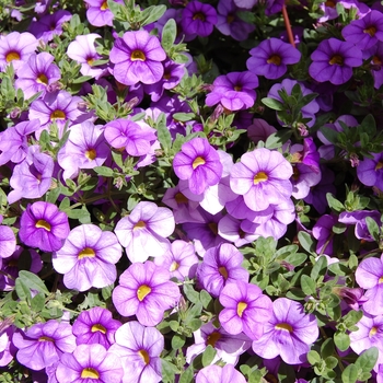 Calibrachoa Aloha '' (038376)