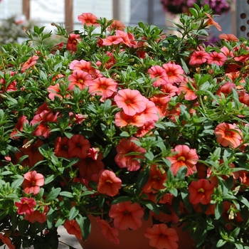 Calibrachoa Aloha 'Apricot' (038377)