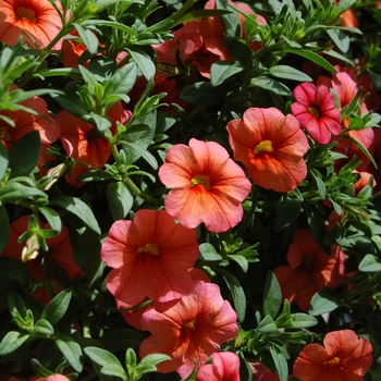 Calibrachoa Aloha 'Apricot' (038378)