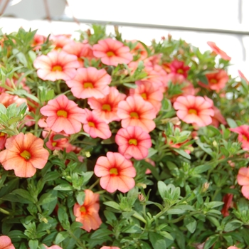 Calibrachoa Aloha 'Apricot' (038379)