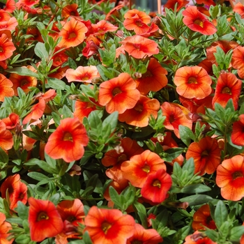 Calibrachoa Aloha '' (038386)