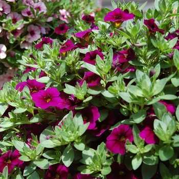 Calibrachoa Aloha '' (038387)