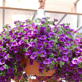 Calibrachoa Aloha '' (038389)