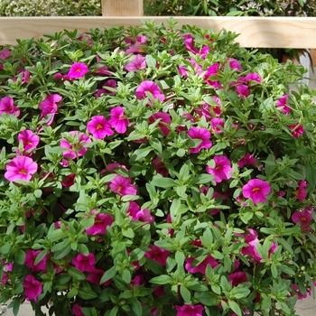 Calibrachoa Aloha '' (038390)