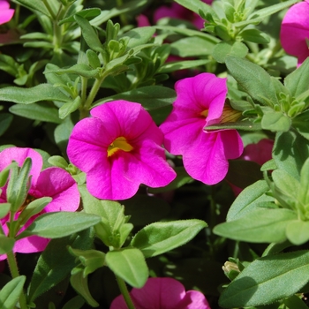 Calibrachoa Aloha '' (038392)