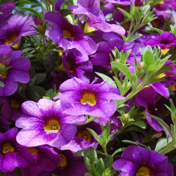 Calibrachoa Aloha '' (038393)