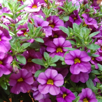 Calibrachoa Aloha '' (038395)