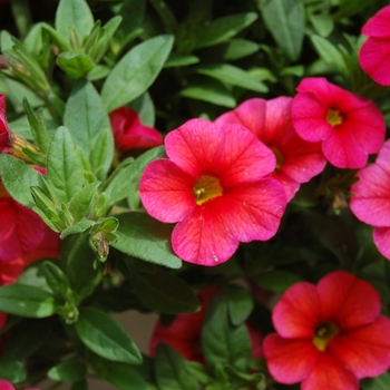 Calibrachoa Aloha '' (038396)