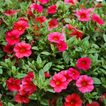 Calibrachoa Aloha '' (038398)