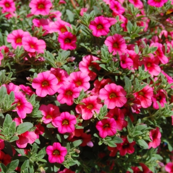 Calibrachoa Aloha 'Tiki Hot Pink' (038399)