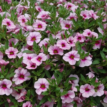 Calibrachoa Aloha '' (038400)