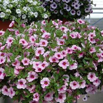 Calibrachoa Aloha '' (038402)