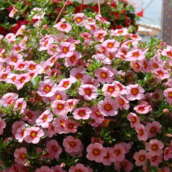 Calibrachoa Aloha '' (038406)