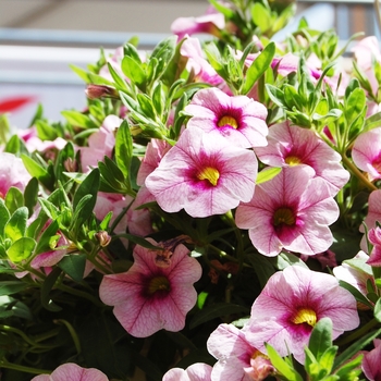 Calibrachoa Aloha '' (038407)