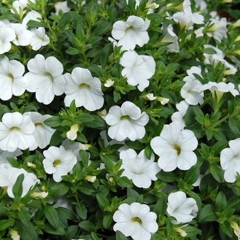 Calibrachoa Aloha '' (038409)