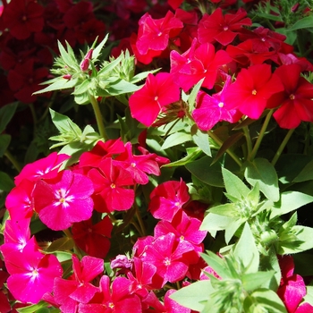 Phlox 'Phloxy Lady Burgundy' (038411)