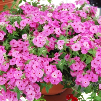 Phlox 'Phloxy Lady Pink' (038415)