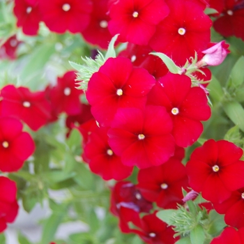 Phlox 'Phloxy Lady Cherry' (038416)