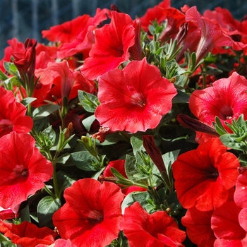 Petunia 'Surprise Orange Twist' (038424)