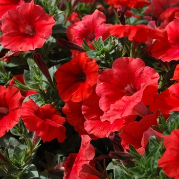 Petunia 'Surprise Orange Twist' (038425)