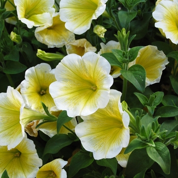 Petunia 'Surprise Yellow Twist' (038427)